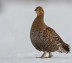 female black grouse 