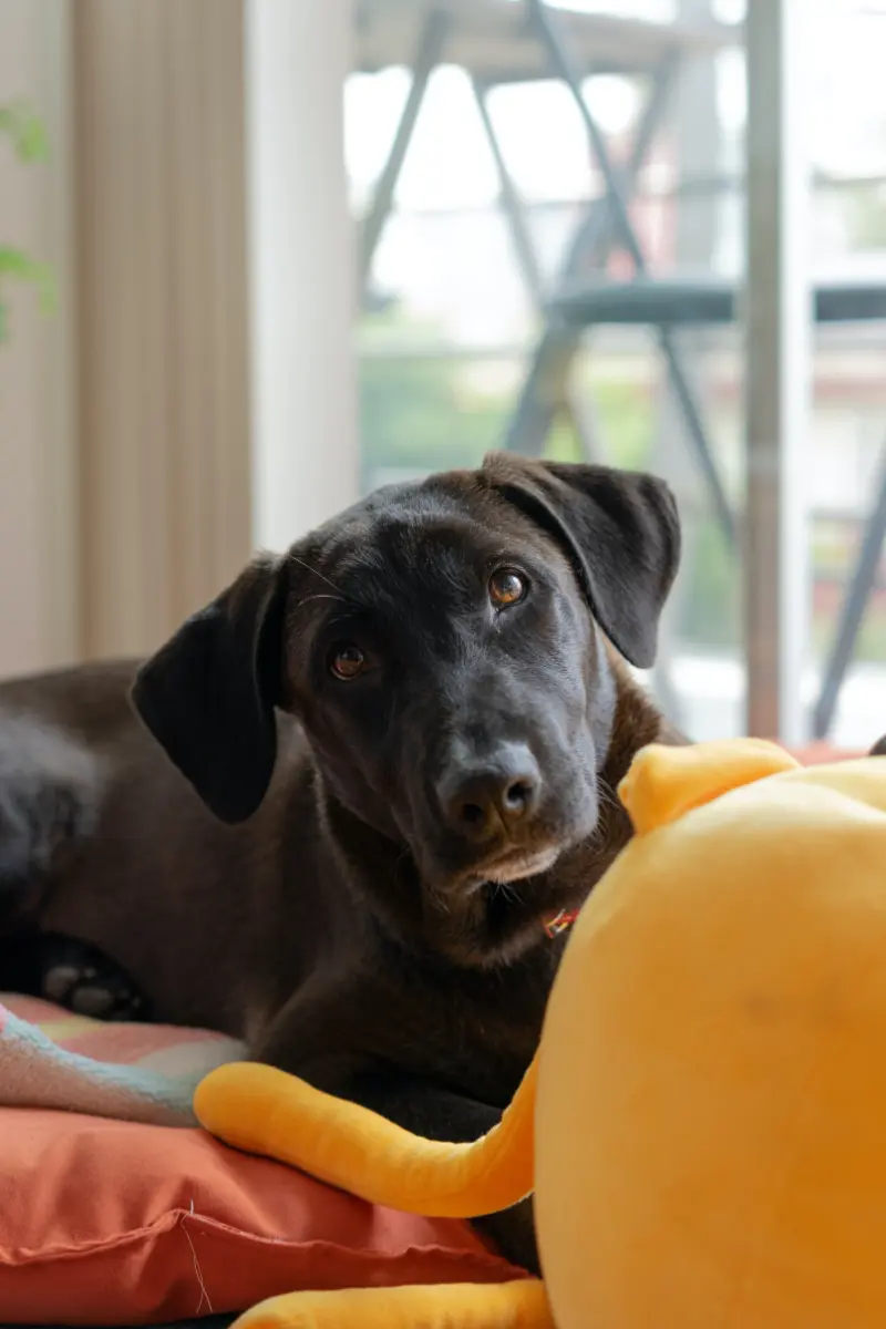 Options For Your Dog When On Holiday
