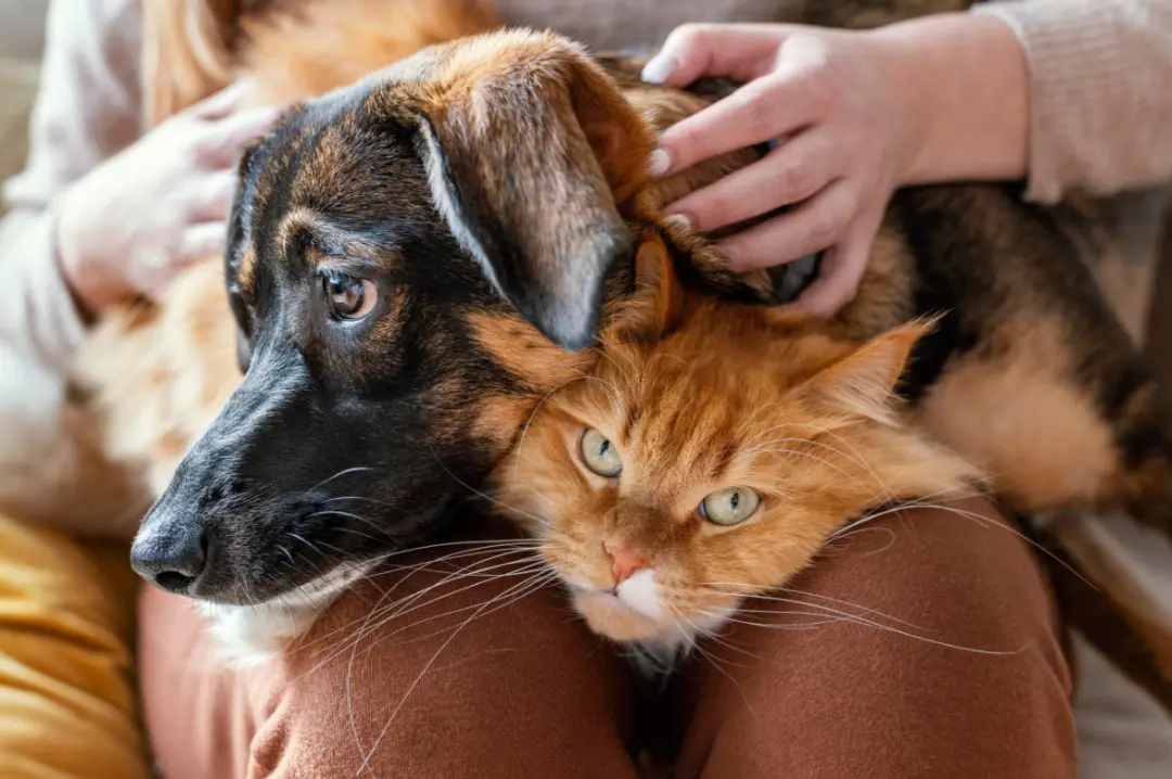 Self-Catering Accommodation Can Be Pet-friendly