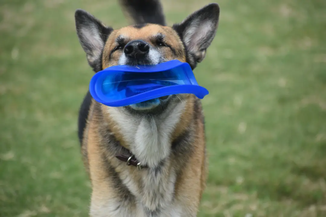 Benefits Of A Dog-Friendly Holiday