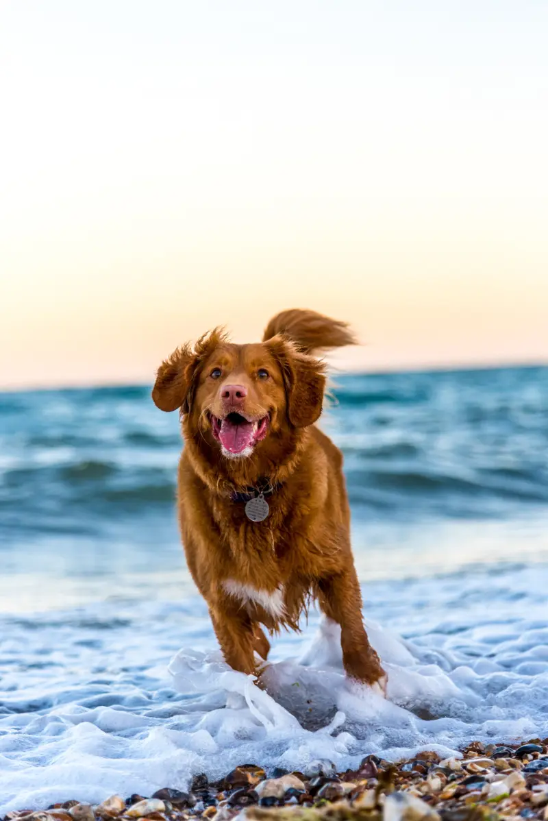 Do Dogs Get Sad When You Go On Holiday?