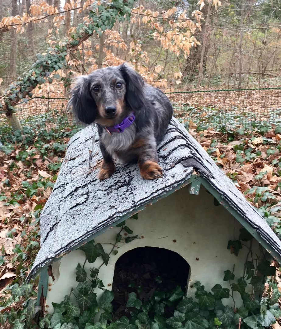 Are Self-catering Cottages Dog-Friendly