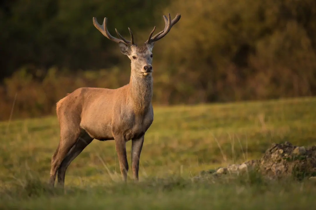 Visiting The Cairngorm Reindeer Centre