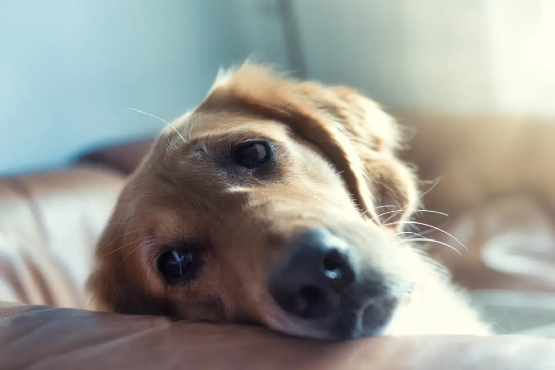 Do Dogs Get Sad When You Go On Holiday