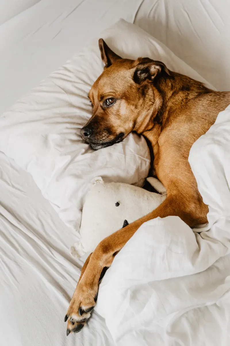 Fear Of Leaving Your Dog While Traveling