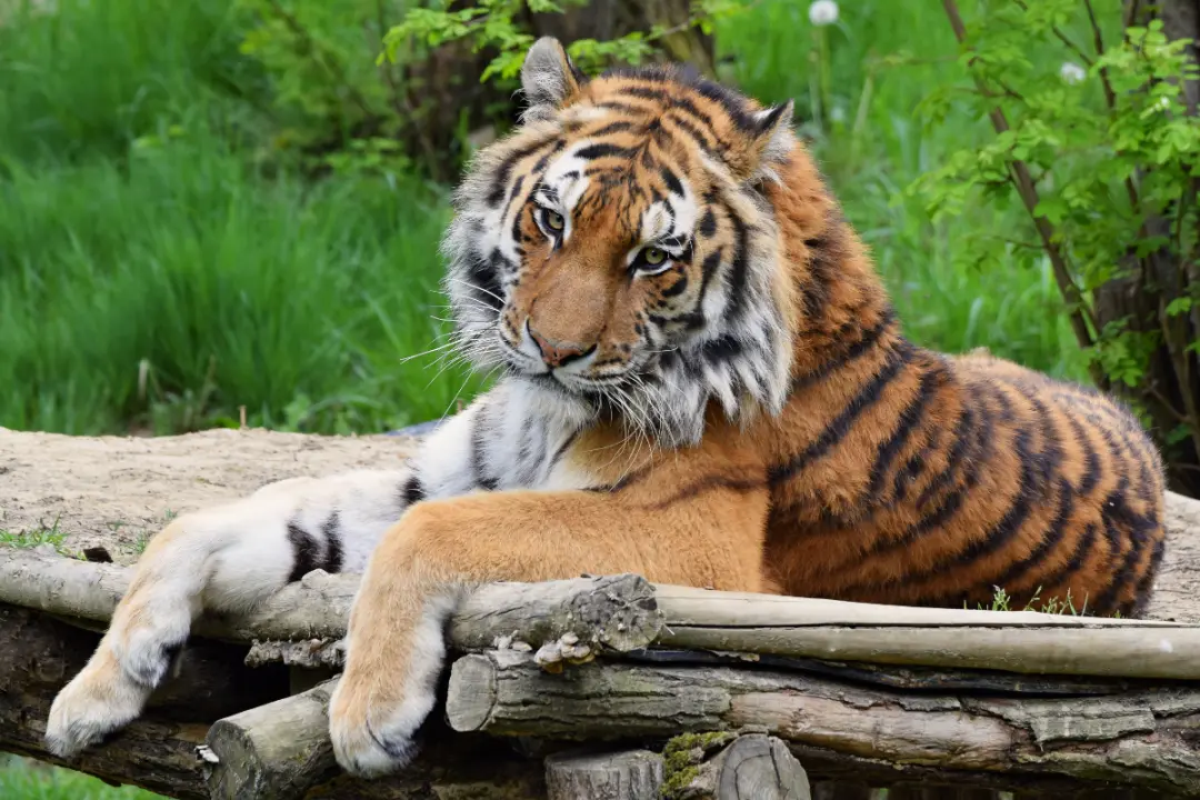 The Attractions Of Highland Wildlife Park