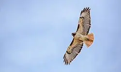 eagle soaring overhead