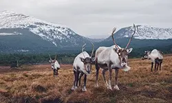 cairngorm reindeer
