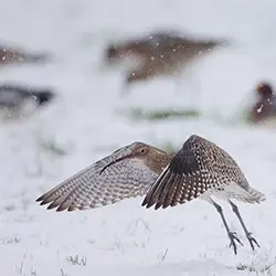 curlew taking flight
